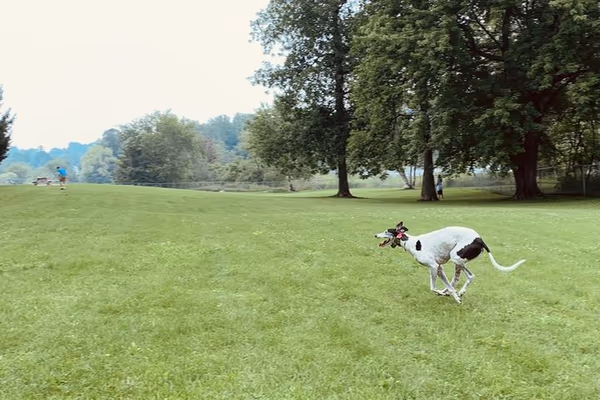 Hague Dog Park photo 2